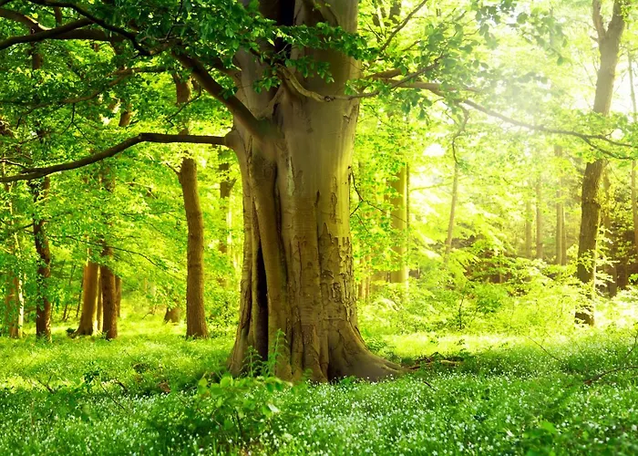 Ferienwohnung Am Weltnaturerbe Grumsin Ziehten photo