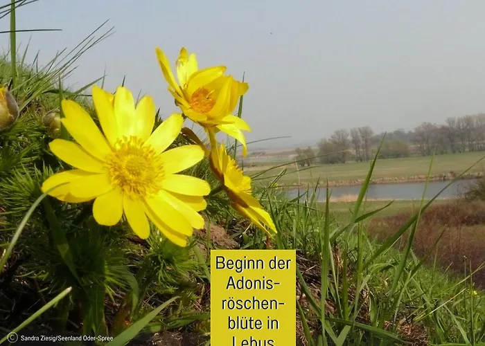 Ferienhaus Lebuserland Fuer Bis Zu 4 Personen Mit 1300 Qm Garten Und Privatsauna, Grandiosen Blick Ueber Die Oder, Sonntags Late Check Out Bis 18 Uhr Inklusive photo
